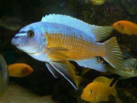 17 Best images about tanganyika cichlids on Pinterest | The fairy ...