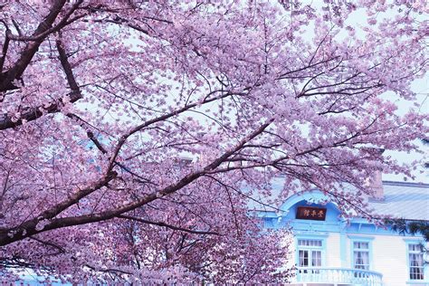 Sapporo: The City of the Fleeting Cherry Blossoms | Hokkaido Treasure ...