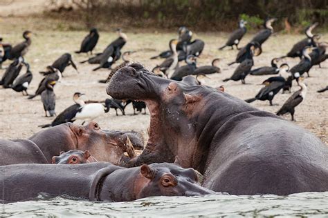 «A Group Of Hippos Swimming And Foraging» del colaborador de Stocksy «Mark Pollard» - Stocksy