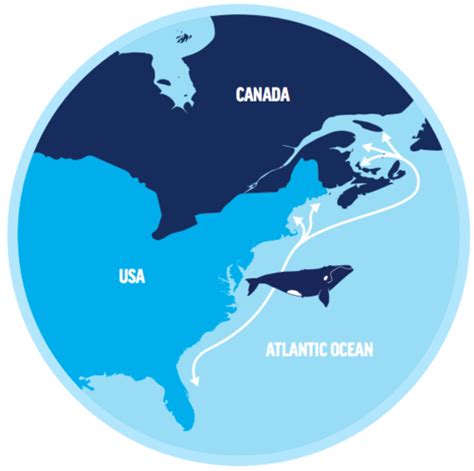 Saving The North Atlantic Right Whale — Georgia Conservancy