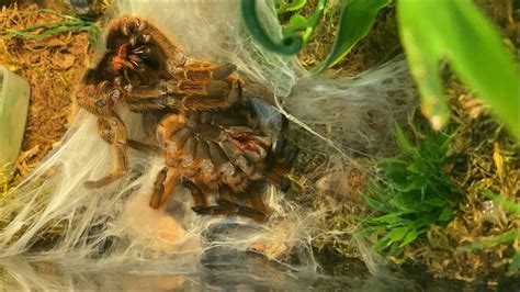 Pterinochilus murinus BCF molting timelapse - YouTube