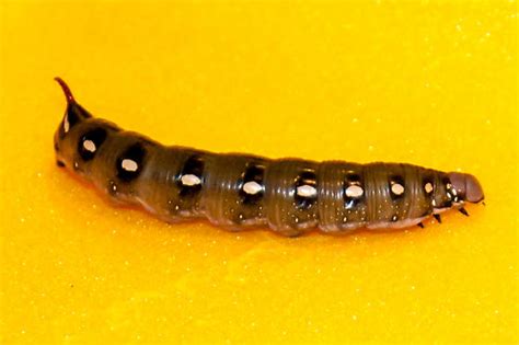 spotted horned caterpillar - Hyles gallii - BugGuide.Net