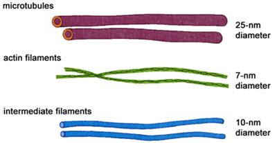 Plant Life: Cytoskeleton