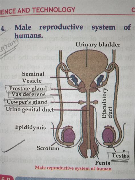 Organs Of Male Reproductive System And Their Functions - Male ...