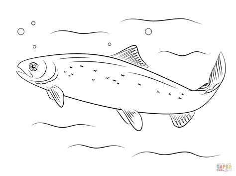 Atlantic Salmon coloring page | Free Printable Coloring Pages