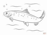 Pacific salmon coloring pages Download And Print For Free sketch template