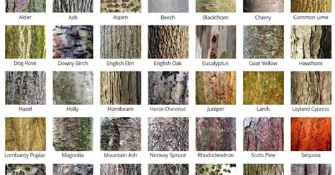 Bark Poster A number of people have asked me to produce the bark gallery on the right as a high ...