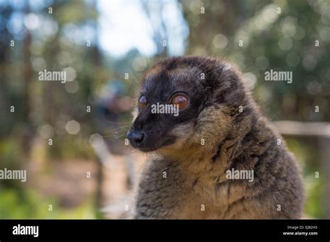 Brown Lemur of Madagascar Stock Photo - Alamy