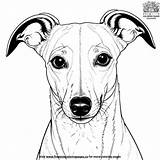 Whippet Coloring Pages sketch template