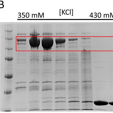 Purification of FnoCas12a from E. coli Rosetta cells by nickel-NTA (A ...