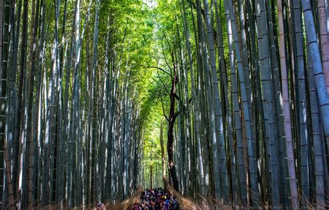 Sagano Bamboo Forest (Arashiyama) in Kyoto 2024-2025 - Rove.me