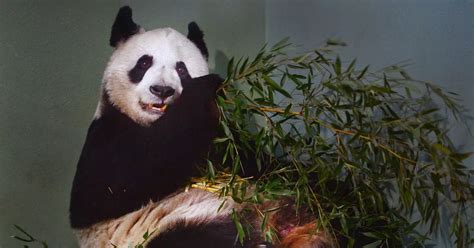 Edinburgh pandas arrive home in China as zoo issues update - Edinburgh Live