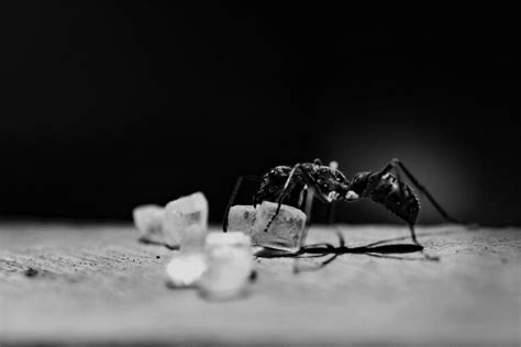 Why Are Ants Attracted To Sugar? (And What About Sweeteners)