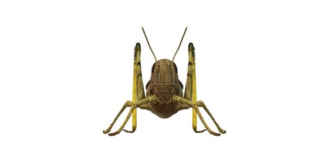 Grasshopper isolated on a Transparent Background 24249103 PNG