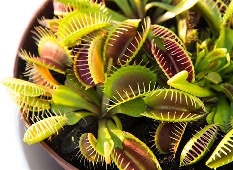 How to Care for a Venus Flytrap and Keep Your Carnivorous Plant Fed