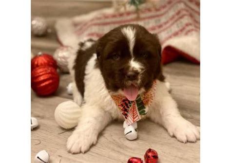 Newfoundland Puppy for sale by owner - Puppies for Sale Near Me