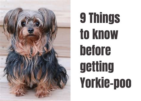 9 Essential Facts About the Yorkie Poo You Should Know