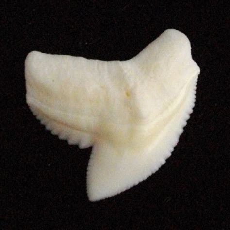 Tiger Shark Tooth loose marine biology pic14 – oceanicshark