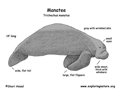 Manatee (Florida)