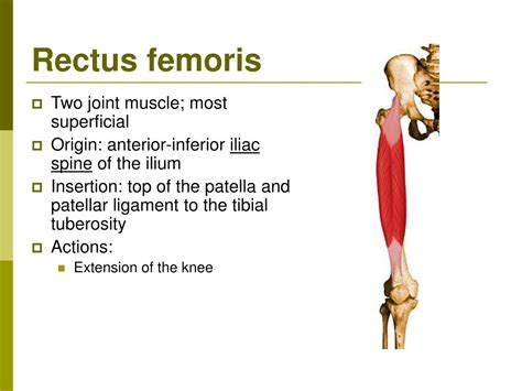 PPT - THE KNEE JOINT PowerPoint Presentation, free download - ID:242889