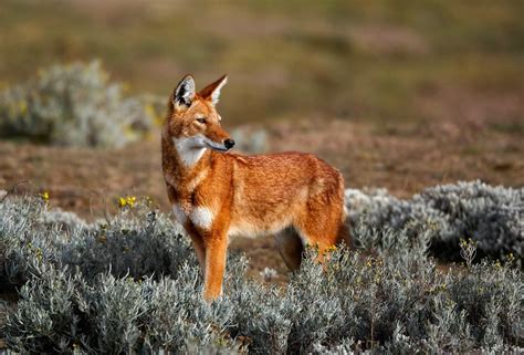 LOBO, UM ESPIRITO MISTICO DA NATUREZA - O Último Reduto - "Nasci Para ...