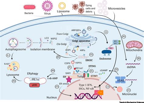 The Evolution of STING Signaling and Its Involvement in Cancer: Trends ...