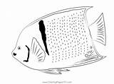 Angelfish Peixe Pintar Peixes Peces Coloringpage Pez  sketch template