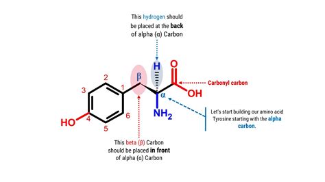 Tyrosine – Duluth Labs