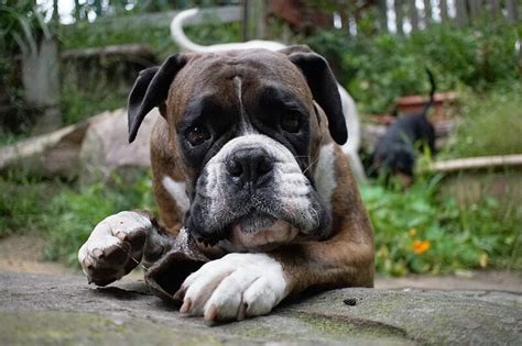 350 Boxer Dog Names - Popular Male and Female Names | PetPress