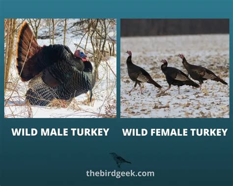 How To Identify Turkey Feathers - Best Guide With Tips, Tricks, and ...