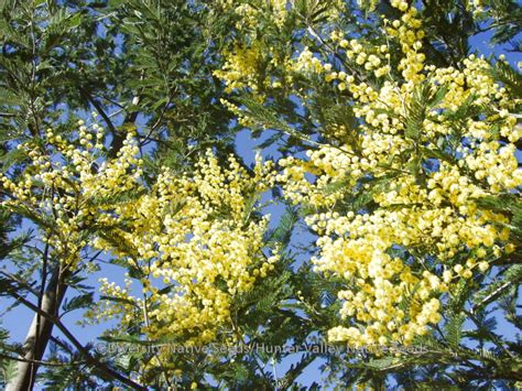 Diversity Native Seeds » Blog Archive » Acacia dealbata. silver wattle