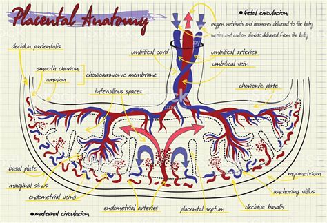 diagram of the human body with labels on it