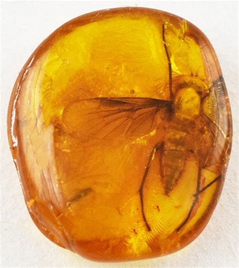 Genuine Baltic Amber Stone. Bugs in Amber - Biting Midge. Fossil Amber, Insect Fossil ...