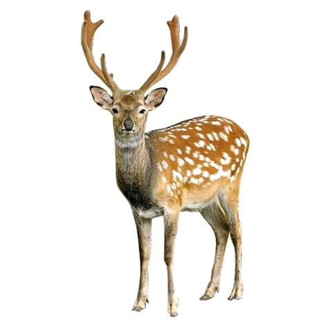 Hiran, Deer Png Image Free Download | Graficsea