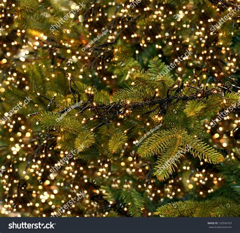 Christmas Lights Hanging Tree Stock Photo 120594703 | Shutterstock