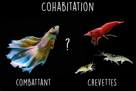 Poisson Combattant et Crevettes : Tout Savoir sur leur Cohabitation