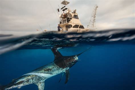 Sustainable Swordfish: Fishing Deep for Conservation Solutions