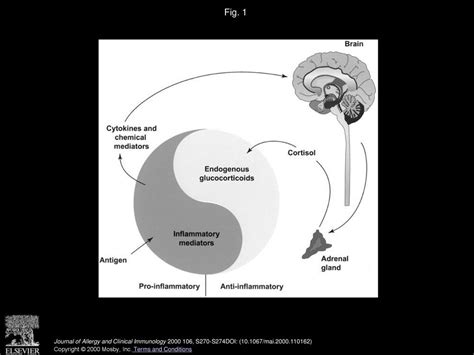 Robert P. Schleimer, PhD Journal of Allergy and Clinical Immunology ...