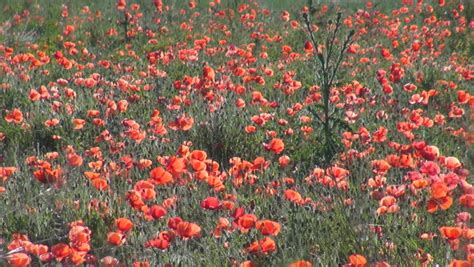 Stock video of natural field of poppy flower, idyllic | 5775056 | Shutterstock