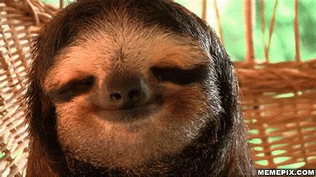 Sloth Cute GIF - Sloth Cute Chill - Discover & Share GIFs