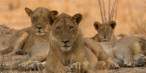 Zimbabwe wildlife holidays in Africa | Wildlife Worldwide