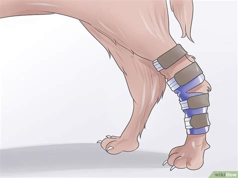 How to Heal a Torn Dog ACL Without Surgery: 11 Steps | Dog braces, Torn acl in dogs, Cruciate ...