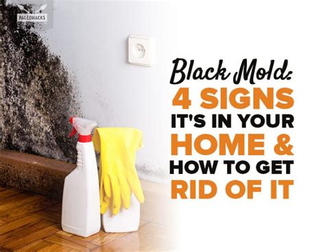 4 Signs Your Home Has Toxic Black Mold & How to Get Rid of It