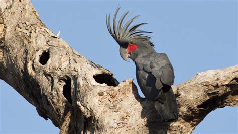 Australian parrots need more protection | Australian parrots, Parrot ...