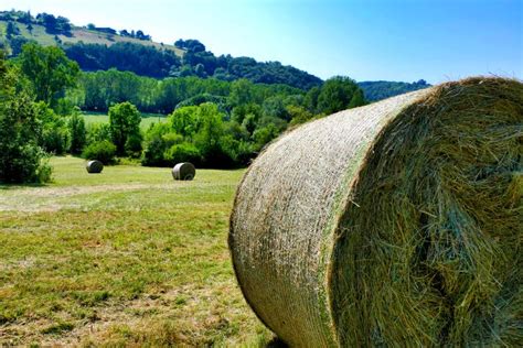 Round Hay Bales stock photo. Image of land, bales, farm - 228118122