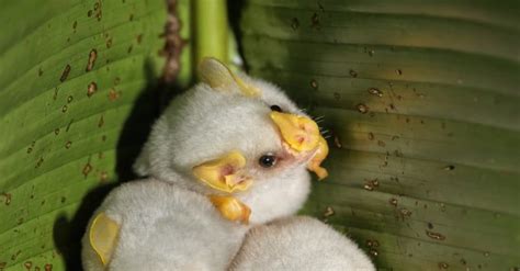 Honduran White Bat - A-Z Animals