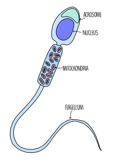 Gametes and Fertilisation (A Level) — the science sauce