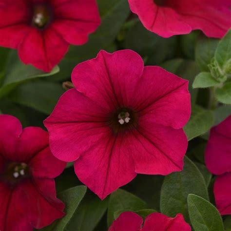 Petunia, Durabloom Red - Campbell's Nursery