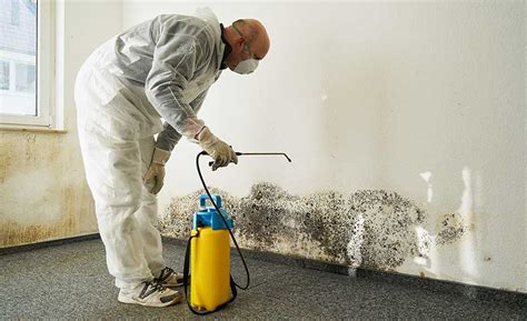 Mold Removal & Mold Remediation: Understanding The Difference