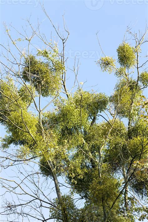 parasitic mistletoe, close up 9671959 Stock Photo at Vecteezy